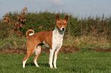 BASENJI 075